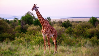 Giraffe tallgrass trees sky clouds - a giraffe free wallpaper