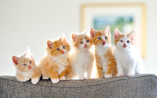Kittens couch group cute blurry - a group of kittens free wallpaper