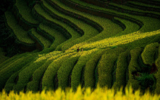 Man walking green grass yellow - dai xi free wallpaper