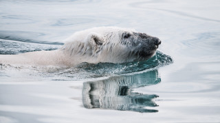 Polar bear reflection ecological art - its reflection free wallpaper