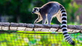 Lemur fence green background blurry - the fence free wallpaper
