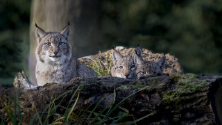 Three lynxs rock woods nature - the camera and the other free wallpaper for desktop