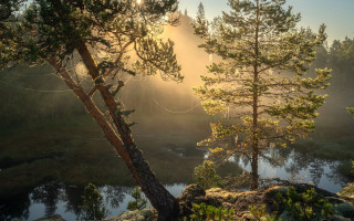 Forest river trees sunlight backlit - a river and trees free wallpaper