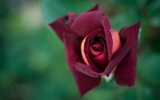 Red rose green leaves macro 5 - the background and a blurry background behind free wallpaper for desktop