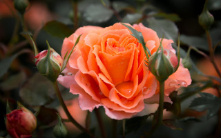 Pink rose water droplets macro 12 - petal free wallpaper