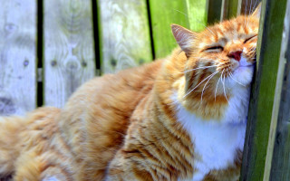 Cat laying wooden bench green - a wooden bench free wallpaper
