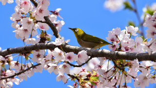 Bird branch pink flowers blue - chiho aoshima free wallpaper