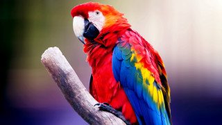 Colorful parrot forest branches fauvism - a colorful parrot free wallpaper