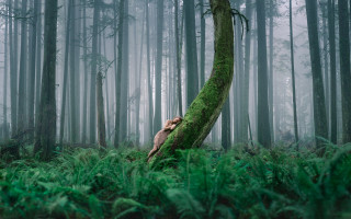 Mossy tree hiding woods bamboo - david boyd free wallpaper