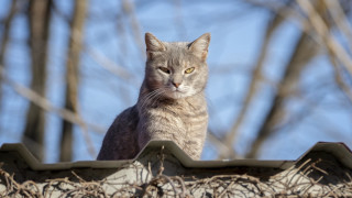 Cat roof yellow eyes blurry - the cat free wallpaper