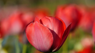 Red tulip bokeh blurry background - a close up free wallpaper