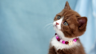 Brown white cat pink collar - a name tag free wallpaper
