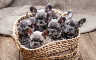 Puppies basket wooden table pillow - a group of puppies free wallpaper