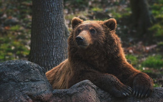 Brown bear rock tree outdoors - a brown bear free wallpaper