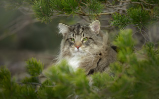 Sad cat in tree green - a sad look free wallpaper