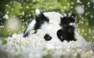 Dog grass flowers wideeyes blurry - wide free wallpaper for desktop