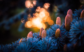 Pine tree bokeh fireworks sunflower - deep free wallpaper