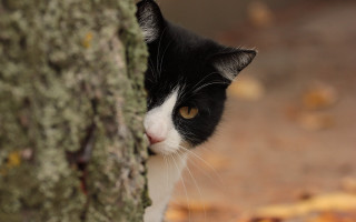 Black white cat peeking tree - sharp focus free wallpaper