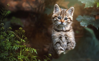 Curious kitten grass nature blurry - a curious look free wallpaper