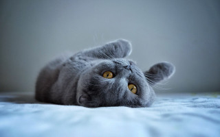 Cat paw up wide eyes - grey background free wallpaper for desktop