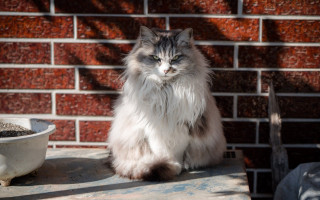 Cat brick wall dirt bowl - brenda chamberlain free wallpaper