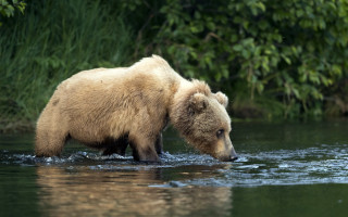 Brown bear river forest nature - a river next free wallpaper