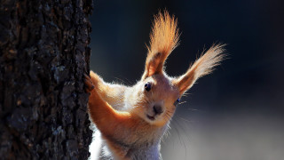 Squirrel standing up blue eyes - a squirrel free wallpaper