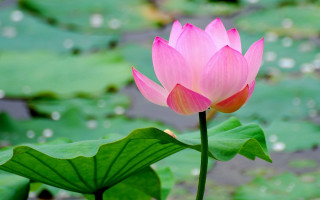 Pink flower water lilies green - a green leafy background free wallpaper