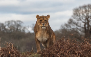 Lion drygrass field trees bushes - a dry grass field next free wallpaper