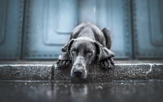 Dog rainy day head on - the ground in the rain free wallpaper