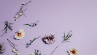 Flowers lily daisy pink purple - a table together free wallpaper for desktop