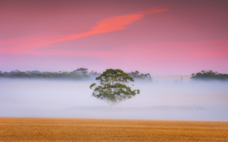 Lone tree foggy field sunset 2 - a pink sky in the background free wallpaper