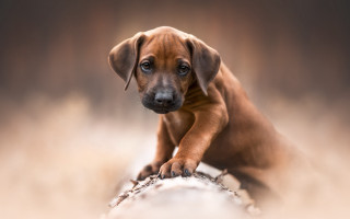 Brown puppy sitting rock sad - a rock free wallpaper for desktop