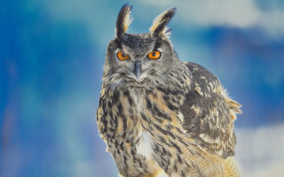 Owl orange eyes snow background - bernd fasching free wallpaper