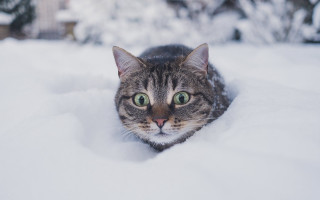 Black cat snowy outdoor illusion - brian snøddy free wallpaper