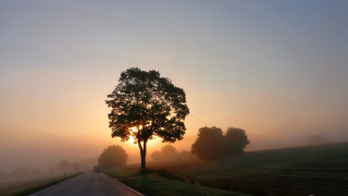 Tree road sunset fog mountain - the side of a road free wallpaper