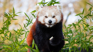 Red panda grass forest smile - the grass and trees free wallpaper
