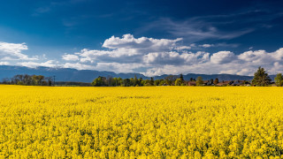 Yellow flower field mountain sky 3 - a house in the distance free wallpaper