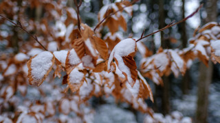 Snowy tree autumn leaves bokeh - the branch free wallpaper