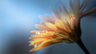 Yellow flower water drops blue - a yellow flower free wallpaper