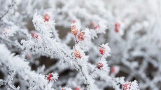 Frosted plant berries winter ecological - frost free wallpaper for desktop