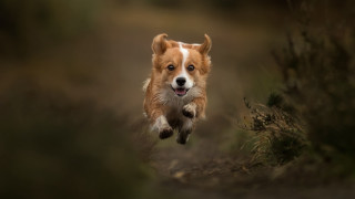 Dog running field blurry background - a blurry background and a blurry background behind free wallpaper