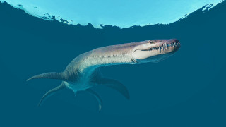 Shark smiling ocean blue illustration - its face and mouth free wallpaper