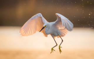 White bird wings spread moon 2 - spread wide free wallpaper