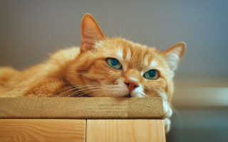 Cat orange green eye still - a wooden table next free wallpaper