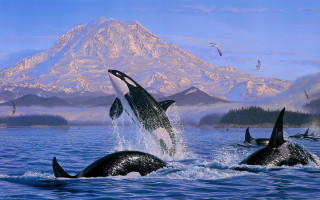 Orca jumping mountain ocean beach - chris moore free wallpaper