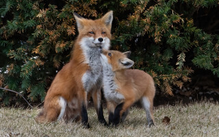 Foxes grass bushes wildlife photography - andrew geddes free wallpaper