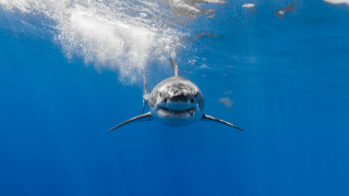 Shark camera precisionism award winning - its back end free wallpaper