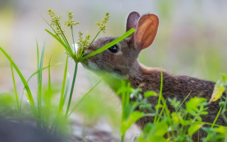 Rabbit eating grass nature blurry - green grass free wallpaper