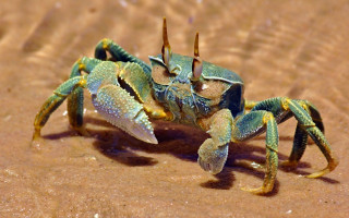 Blue crab yellow legs sand - the sand free wallpaper for desktop